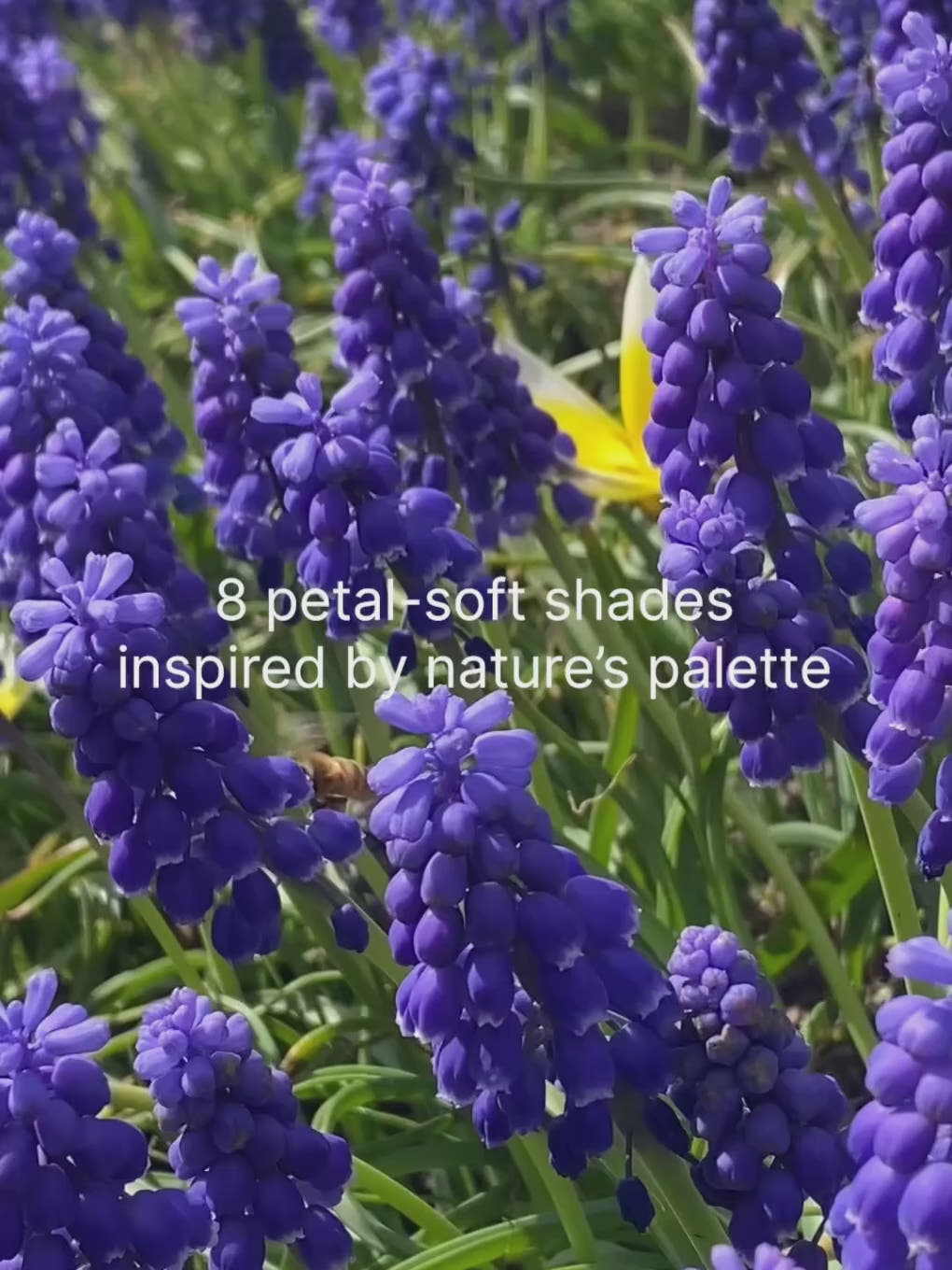 Chamomile Matte -- Rose Petal Liquid Eyeshadow